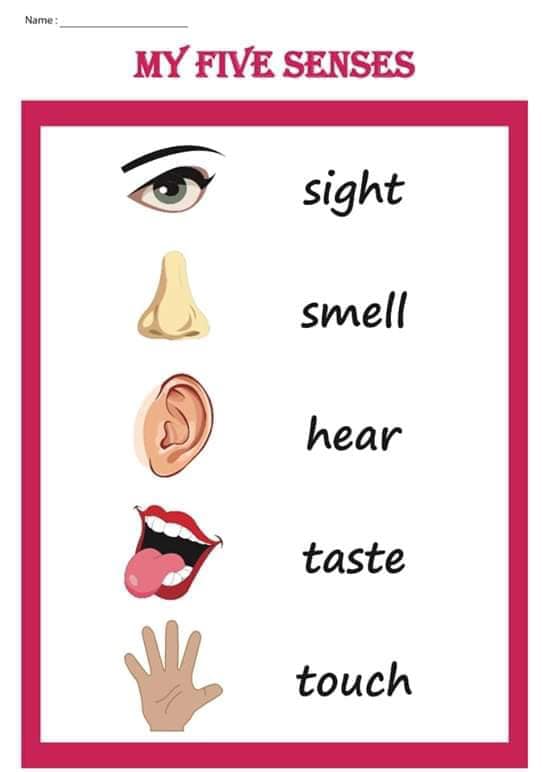 My five senses worksheets - Little Lexington Academy